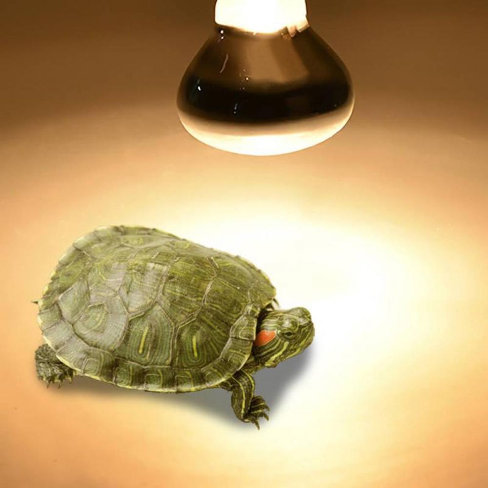 หลอดไฟให้ความร้อนสำหรับเต่า หล - Basking Bulb Halogen บทวิจารณ์และราคา